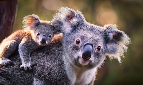 Eine Koala Mama mit ihrem Koala Baby auf den Schultern in Australien