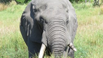 Ein majestätischer Elefant steht inmitten von hohem Gras, seine großen Ohren und Stoßzähne sind deutlich sichtbar.