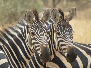 Zebras stehen friedlich nebeneinander in der Savanne – Tansania Familienreise