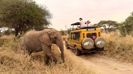 Elefant steht neben Jeep auf Safari - Tansania Safari mit Kindern