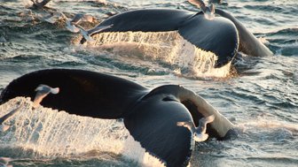 Zwei Buckelwale tauchen majestätisch aus dem Wasser auf, während Möwen um sie herumfliegen und die Wellen spritzen.