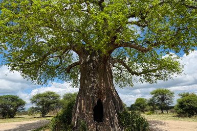 Baum mit natürlichem Loch im Stamm im Tarangire-Nationalpark – Tansania mit Kindern