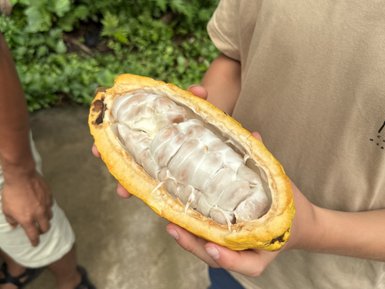 Ein Kind hält eine aufgeschnittene Kakaofrucht mit weißen Kakaobohnen in der Hand, umgeben von üppigem Grün.