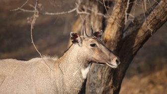 Ein Nilgauantilope steht majestätisch neben einem Baum, mit sanften Lichtverhältnissen im Hintergrund.