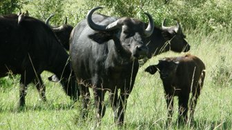 Eine Gruppe von Wasserbüffeln grast friedlich in einem grünen Feld, umgeben von hohem Gras und Büschen im Hintergrund.