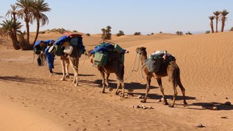 Kamele tragen Taschen durch die Dünen der Sahara – Marokko Familienreise