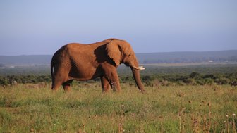 Ein Elefant durchquert die Landschaft im Addo Elephant Nationalpark – Südafrika Reise mit Kindern