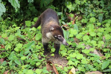 Nasenbär im dichten Grün – Costa Rica Reise mit Kindern