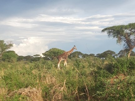 Eine Giraffe steht majestätisch in der afrikanischen Savanne, umgeben von hohem Gras und vereinzelten Bäumen.