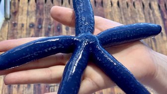 Ein blauer Seestern wird von einer Hand gehalten, während er auf einem Holzsteg über Wasser präsentiert wird.