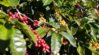 Reife Kaffeekirschen in verschiedenen Farben, umgeben von glänzenden grünen Blättern, unter klarem Himmel.