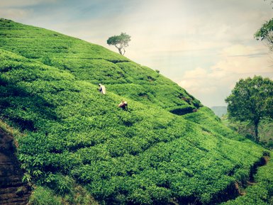 Einheimische bei der Arbeit auf der Teeplantage in Giragama – Sri Lanka Familienreise