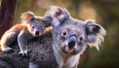 Eine Koala Mama mit ihrem Koala Baby auf den Schultern in Australien