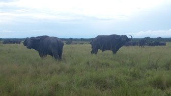 Zwei Wasserbüffel stehen in einer weiten, grünen Wiese unter einem bewölkten Himmel, umgeben von weiteren Büffeln im Hintergrund.