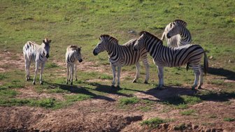 Mehrere Zebras trinken zusammen an einem Wasserloch im Addo Nationalpark – Garden Route mit Kindern