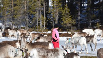 Ein Mädchen in pinker Jacke und roter Hose steht zwischen einer Herde von Rentieren in einer schneebedeckten Landschaft.