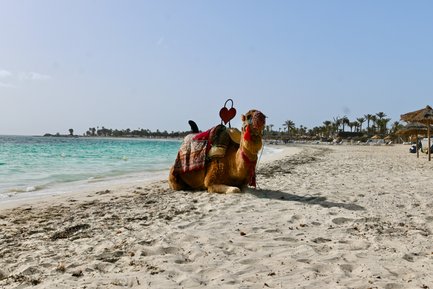 Ein Kamel sitzt am Strand, geschmückt mit bunten Tüchern und einem Herz, während das türkisfarbene Wasser sanft plätschert.