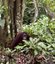 Orang-Utan im Dickicht - Malaysia Individualreise mit Kindern
