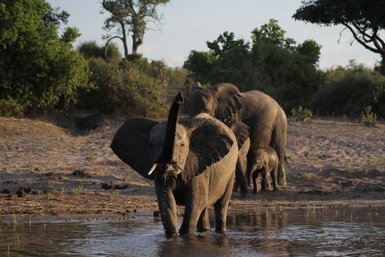 Ein Elefant im Fluss und andere Elefanten am Ufer - Namibia Familienurlaub