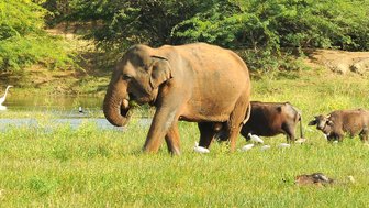 Einzelner Elefant beim Fressen in freier Natur – Sri Lanka Familienreise