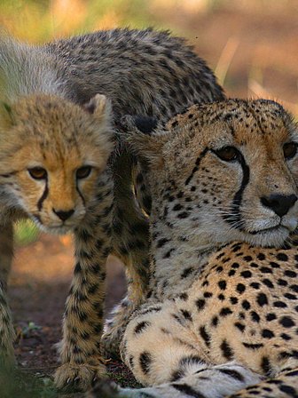 Ein Gepard und sein Junges ruhen in der warmen Sonne, umgeben von sanften, grünen Grasflächen im Nationalpark.
