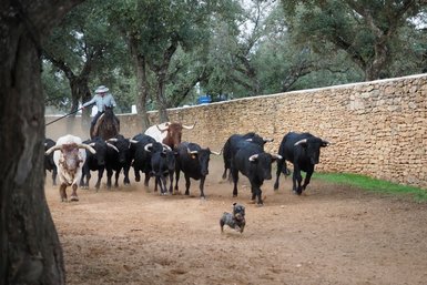 Eine Herde von schwarzen und weißen Rindern wird von einem Reiter und einem kleinen Hund durch einen staubigen Weg getrieben.