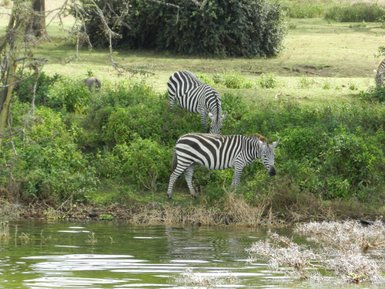 Zebras grasen friedlich am Ufer eines ruhigen Sees, umgeben von üppigem Grün und sanften Hügeln im Hintergrund.