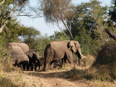 Gruppe von Elefanten frisst gemeinsam Gras und Zweige in der südafrikanischen Savanne – Südafrika Reise mit Kindern