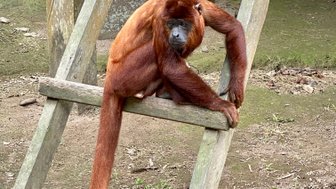 Ein roter Affe sitzt entspannt auf einer Holzleiter und schaut neugierig in die Umgebung.
