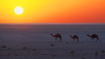 Drei Kamele laufen durch die Wüste im Abendlicht – Oman Familienreise