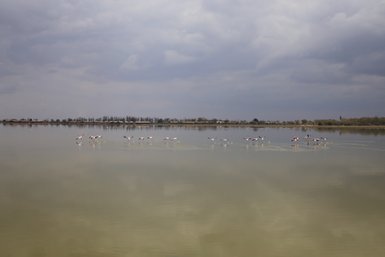 Eine Gruppe von Flamingos steht elegant im seichten Wasser eines ruhigen Sees, umgeben von bewölktem Himmel.
