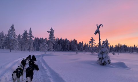 Eine Gruppe von Schlittenhunden zieht einen Schlitten durch eine verschneite Landschaft bei Sonnenuntergang.