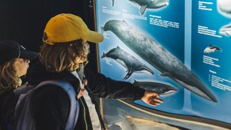 Zwei Kinder betrachten fasziniert ein Wanddisplay über Wale in einem Museum, während eines von ihnen auf ein Bild zeigt.