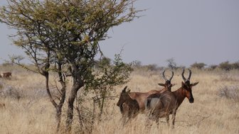 Antilopen stehen im Gras neben einem Baum - Namibia mit Jugendlichen