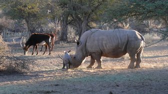 Nashorn grast im Etosha Nationalpark - Namibia Safari mit Kindern