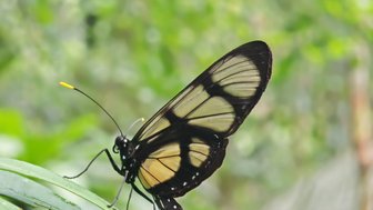 Ein wunderschöner Schmetterling mit schwarzen und gelben Flügeln sitzt auf einem grünen Blatt im Amazonas-Regenwald.