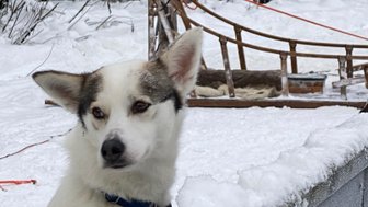 Ein neugieriger Hund mit einem weißen und braunen Fell steht auf einem verschneiten Weg, umgeben von schneebedeckten Bäumen.