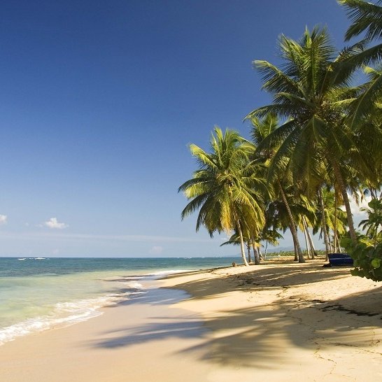 Ein ruhiger Strand mit feinem Sand, umgeben von hohen Palmen und klarem, blauem Wasser unter einem strahlend blauen Himmel.