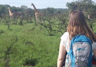 Eine Person mit einem Rucksack beobachtet mehrere Giraffen in der grünen Landschaft des Mburo-Nationalparks.