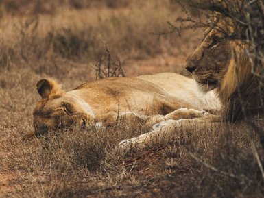Löwe liegt im Schatten im Addo Nationalpark - Südafrika mit Kindern