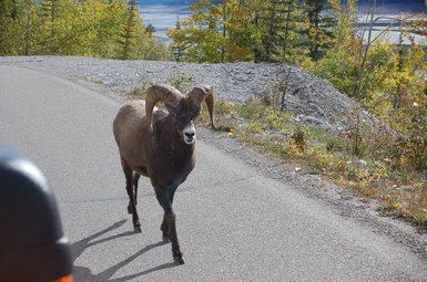 Ein Dickhornschaf mit beeindruckenden Hörnern wandert gemächlich auf einer Straße, umgeben von herbstlichen Bäumen.