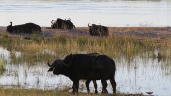 Eine Büffelherde steht am Wasser - Namibia mit Jugendlichen