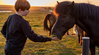 Ein Junge füttert ein schwarzes Pferd mit frischem Gras, während die Sonne im Hintergrund untergeht.
