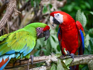 Farbenfrohe Papageien sitzen im Jaguar Rescue Center bei Puerto Viejo de Talamanca – Costa Rica Familienreise