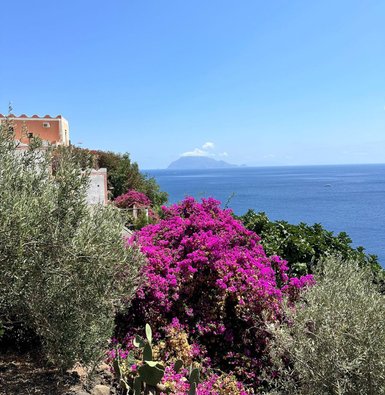 Lebendige Bougainvillea blüht in leuchtendem Pink, umgeben von grünem Laub und Blick auf das glitzernde Meer.