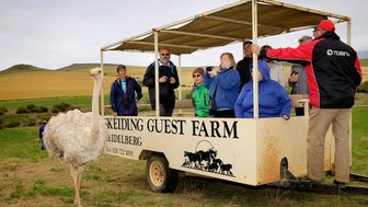 Eine Gruppe von Touristen steht auf einem Wagen, während ein Strauß neugierig in ihre Richtung schaut, umgeben von grünen Feldern.