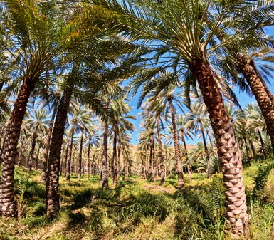 Hohe Palmen im Dorf Birkat Al Mauz – Oman Familienreise