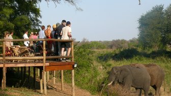 Eine Reisegruppe beobachtet zwei Elefanten in freier Wildbahn im Makutsi Game Reserve – Südafrika Familienreise