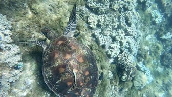 Eine Meeresschildkröte schwimmt über bunten Korallen, umgeben von klarem Wasser und einer lebendigen Unterwasserlandschaft.