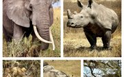 Big Five Tiere - Tansania Safari mit Kindern